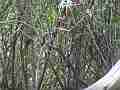 Scrub Jay Chicks in bush Cat.#V18590, 1920x1080 H.264/AVC/AVCHD(.MTS), 15 sec. at 30fps 