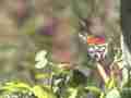 Gulf Fritillary butterfly flying/landing in 480fps (-20x) slow motion Cat.#V20398, 1920x1080 MPEG2/AVC(.MTS), 40 sec. at 240fps 