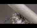 4K Extreme Macro Caterpillar Spins Silk Button (Series 6/14) Cat.#V20536, 4096x2160 Apple ProRes 422 HQ/apch(.MOV), 31 sec. at 29.971fps 