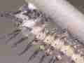 Gulf Fritillary butterfly cremaster button spin Cat.#V20561, 3840x2160 H.264/MPEG-4 AVC/avc1(.MP4), 28 sec. at 29.971fps 