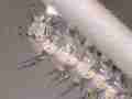 Gulf Fritillary butterfly cremaster attached (lotsa movement) Cat.#V20575, 3840x2160 H.264/MPEG-4 AVC/avc1(.MP4), 31 sec. at 29.971fps 