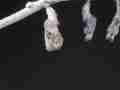 Gulf Fritillary butterfly emerging Cat.#V20755, 3840x2160 Apple ProRes 422 HQ/apch(.MOV), 33 sec. at 29.971fps 