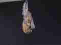Gulf Fritillary butterfly Pupa 7Q4K Emerging Cat.#V20775, 3840x2160 Apple ProRes 422 HQ/apch(.MOV), 32 sec. at 29.971fps 