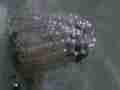 Gulf Fritillary butterfly Egg 7Q4K Chewing out of shell Cat.#V20849, 3840x2160 H.264/MPEG-4 AVC/avc1(.MP4), 10 sec. at 29.971fps 