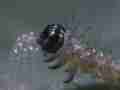 Gulf Fritillary butterfly Egg 7Q4K Eating shell Cat.#V20869, 3840x2160 H.264/MPEG-4 AVC/avc1(.MP4), 32 sec. at 29.971fps 