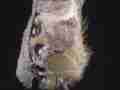 Gulf Fritillary butterfly 7Q4K Emerging Cat.#V20893, 3840x2160 Apple ProRes 422 HQ/apch(.MOV), 34 sec. at 29.971fps 