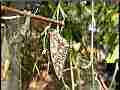 Gulf Frit adult hanging with empty pupal skin in daylight V21006 Cat.#V21006, 1920x1080 H.264/avc1(.MOV), 7 sec. at 23.976fps 