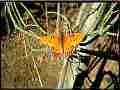 Gulf Frit release, live on host plant V21032 Cat.#V21032, 1920x1080 H.264/avc1(.MOV), 7 sec. at 23.976fps 