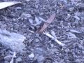 Winged Subterranean Termites Emerging Close-Up Cat.#V21034, 3840x2160 H.264/MPEG-4 AVC/avc1(.MP4), 15 sec. at 29.971fps 
