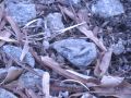 Winged Subterranean Termites Emerging Close-Up (B-Reel) Cat.#V21053, 3840x2160 H.264/MPEG-4 AVC/avc1(.MP4), 12 sec. at 29.971fps 