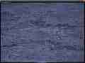 240fps slow motion FHD heavy raindrops in puddle (Sony FS700) Cat.#V21225, 1920x1080 MPEG2/AVC(.MTS), 40 sec. at 240fps 