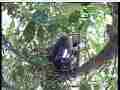Scrubjay hen standing over figity chicks Cat.#V21517, 3840x2160 H.264/MPEG-4 AVC/avc1(.MP4), 24 sec. at 29.971fps 