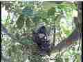 Scrubjay hen standing over chicks panting Cat.#V21518, 3840x2160 H.264/MPEG-4 AVC/avc1(.MP4), 18 sec. at 29.971fps 