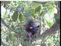 Scrubjay hen standing over chicks Cat.#V21525, 3840x2160 H.264/MPEG-4 AVC/avc1(.MP4), 30 sec. at 29.971fps 