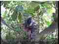 Scrubjay hen standing over sprawled chicks Cat.#V21531, 3840x2160 H.264/MPEG-4 AVC/avc1(.MP4), 47 sec. at 29.971fps 