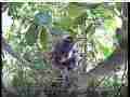 Scrubjay hen standing over sprawled chicks (long!) Cat.#V21532, 3840x2160 H.264/MPEG-4 AVC/avc1(.MP4), 173 sec. at 29.971fps 