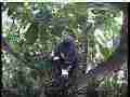 Scrubjay hen standing over sprawled chicks Cat.#V21542, 3840x2160 H.264/MPEG-4 AVC/avc1(.MP4), 21 sec. at 29.971fps 