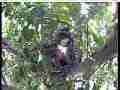 Scrubjay hen standing over squirming chicks Cat.#V21547, 3840x2160 H.264/MPEG-4 AVC/avc1(.MP4), 26 sec. at 29.971fps 