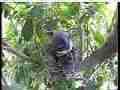 Scrubjay hen standing over chicks Cat.#V21560, 3840x2160 H.264/MPEG-4 AVC/avc1(.MP4), 19 sec. at 29.971fps 