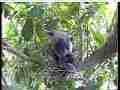 Scrubjay hen standing over chicks Cat.#V21561, 3840x2160 H.264/MPEG-4 AVC/avc1(.MP4), 19 sec. at 29.971fps 