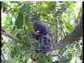 Scrubjay hen standing over chicks Cat.#V21564, 3840x2160 H.264/MPEG-4 AVC/avc1(.MP4), 45 sec. at 29.971fps 