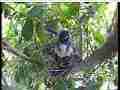 Scrubjay hen standing over chicks Cat.#V21570, 3840x2160 H.264/MPEG-4 AVC/avc1(.MP4), 17 sec. at 29.971fps 