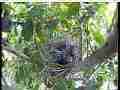 Scrubjay hen takes poop and leaves squirming chicks Cat.#V21572, 3840x2160 H.264/MPEG-4 AVC/avc1(.MP4), 24 sec. at 29.971fps 