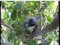 Scrubjay hen sitting on chicks Cat.#V21576, 3840x2160 H.264/MPEG-4 AVC/avc1(.MP4), 17 sec. at 29.971fps 