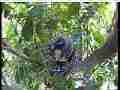 Scrubjay hen sitting on chicks Cat.#V21577, 3840x2160 H.264/MPEG-4 AVC/avc1(.MP4), 17 sec. at 29.971fps 