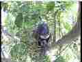 Scrubjay hen stands over chicks Cat.#V21591, 3840x2160 H.264/MPEG-4 AVC/avc1(.MP4), 16 sec. at 29.971fps 