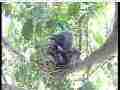 Scrubjay hen works on nest Cat.#V21595, 3840x2160 H.264/MPEG-4 AVC/avc1(.MP4), 31 sec. at 29.971fps 