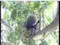 Scrubjay hen working on nest between chicks Cat.#V21596, 3840x2160 H.264/MPEG-4 AVC/avc1(.MP4), 38 sec. at 29.971fps 