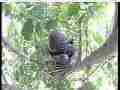Scrubjay hen working on nest between chicks Cat.#V21599, 3840x2160 H.264/MPEG-4 AVC/avc1(.MP4), 31 sec. at 29.971fps 