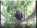 Scrubjay hen working on nest between chicks Cat.#V21600, 3840x2160 H.264/MPEG-4 AVC/avc1(.MP4), 27 sec. at 29.971fps 