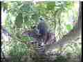 Scrubjay hen adjusts nest (smoke or dust flies up) Cat.#V21610, 3840x2160 H.264/MPEG-4 AVC/avc1(.MP4), 18 sec. at 29.971fps 
