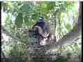 Scrubjay hen inspects nest figity chick Cat.#V21615, 3840x2160 H.264/MPEG-4 AVC/avc1(.MP4), 22 sec. at 29.971fps 