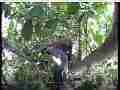 Scrubjay hen tweaks nest 1 floppy chick Cat.#V21623, 3840x2160 H.264/MPEG-4 AVC/avc1(.MP4), 36 sec. at 29.971fps 