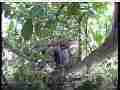 Scrubjay hen leaves chicks in nest Cat.#V21627, 3840x2160 H.264/MPEG-4 AVC/avc1(.MP4), 29 sec. at 29.971fps 