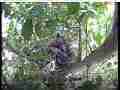 Scrubjay chicks resting in nest Cat.#V21630, 3840x2160 H.264/MPEG-4 AVC/avc1(.MP4), 31 sec. at 29.971fps 