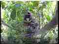 Scrubjay hen stands over semi-active chicks Cat.#V21636, 3840x2160 H.264/MPEG-4 AVC/avc1(.MP4), 37 sec. at 29.971fps 