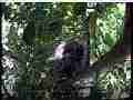 Scrubjay chicks resting in nest Cat.#V21651, 3840x2160 H.264/MPEG-4 AVC/avc1(.MP4), 13 sec. at 29.971fps 