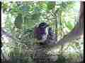 Scrubjay hen tweaks nest,semi-active chicks Cat.#V21654, 3840x2160 H.264/MPEG-4 AVC/avc1(.MP4), 45 sec. at 29.971fps 