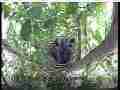 Scrubjay chicks snoozing in nest Cat.#V21655, 3840x2160 H.264/MPEG-4 AVC/avc1(.MP4), 14 sec. at 29.971fps 