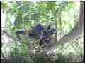 Scrubjay hen sits on semi-active chicks Cat.#V21666, 3840x2160 H.264/MPEG-4 AVC/avc1(.MP4), 15 sec. at 29.971fps 