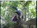 Scrubjay hen sits on figity chicks Cat.#V21671, 3840x2160 H.264/MPEG-4 AVC/avc1(.MP4), 27 sec. at 29.971fps 