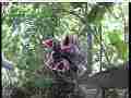 Scrubjay chicks beg wildly, hen hops around and sits Cat.#V21676, 3840x2160 H.264/MPEG-4 AVC/avc1(.MP4), 59 sec. at 29.971fps 