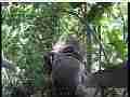 Scrubjay hen stands over nest,back to camera Cat.#V21678, 3840x2160 H.264/MPEG-4 AVC/avc1(.MP4), 40 sec. at 29.971fps 