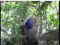 Scrubjay hen pecks nest back to camera Cat.#V21679, 3840x2160 H.264/MPEG-4 AVC/avc1(.MP4), 29 sec. at 29.971fps 