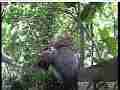 Scrubjay hen tweaks nest back to camera Cat.#V21680, 3840x2160 H.264/MPEG-4 AVC/avc1(.MP4), 31 sec. at 29.971fps 