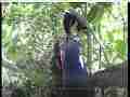 Scrubjay male arrives,all feed,male leaves Cat.#V21688, 3840x2160 H.264/MPEG-4 AVC/avc1(.MP4), 49 sec. at 29.971fps 